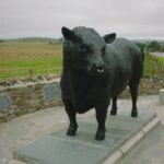 aberdeen angus.1