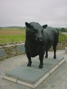 aberdeen angus.1